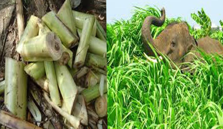 প্ৰতিকী ফটো