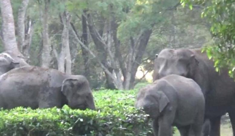 ফাইল ফটো ফাইল ফটো